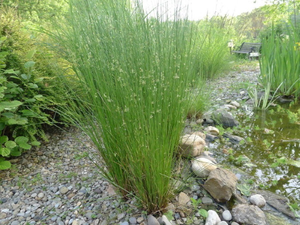 نگهداری از گیاه سازو